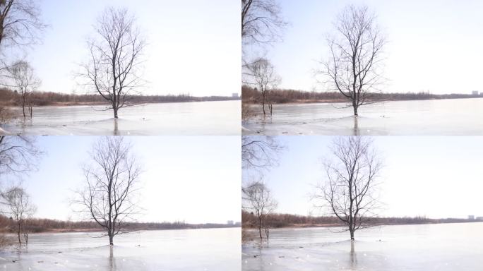 冰上的树