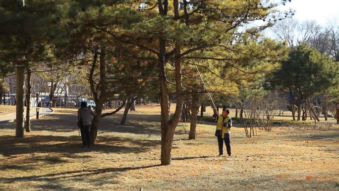 冬季公园几位工人园丁在用竹竿打松针实拍