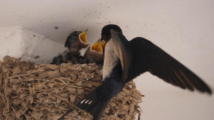 4K 燕子喂食