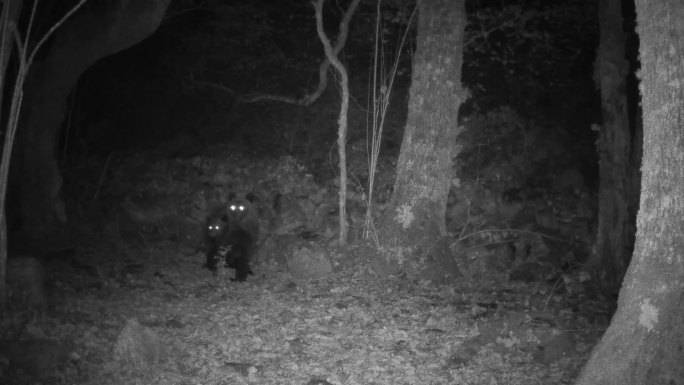 夜间熊和幼崽的跟踪摄像头红外镜头