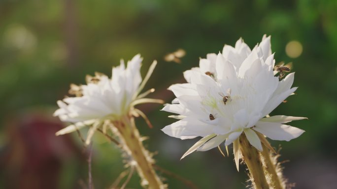 一只蜜蜂为仙人掌授粉的慢镜头。