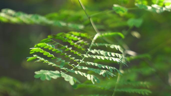 广州天河华南植物园树木阳光树叶合集