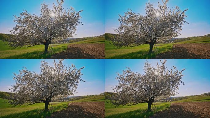 天空映衬下的绿色乡村风景中的樱桃树