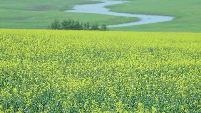 油菜花田