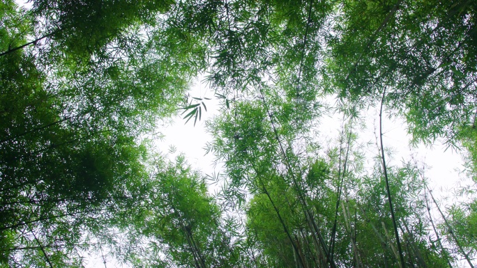 唯美竹林竹子阳光穿过竹林叶子竹叶飘落