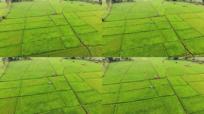 泰国美丽的稻田农场