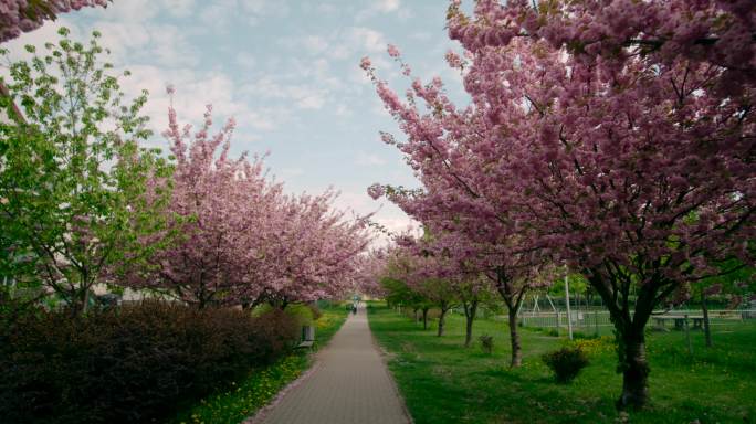 樱花隧道穿过樱花小路花朵开放盛开
