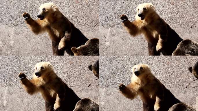 日本棕熊投喂野生动物动物园表演