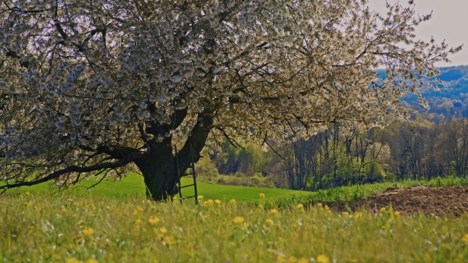 阳光明媚的乡村绿地上的樱桃树风景