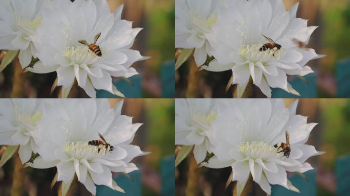 一只蜜蜂为仙人掌授粉的慢镜头。