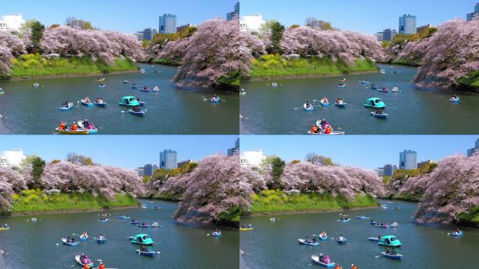 日本东京千鸟渊公园公共公园的樱花，慢动