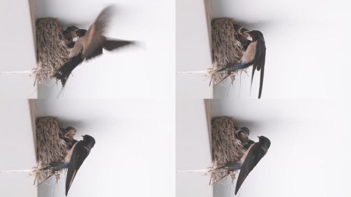 燕子喂雏鸟哺育幼鸟