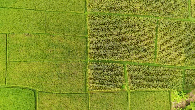 泰国美丽的稻田农场