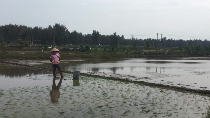 海南种水稻