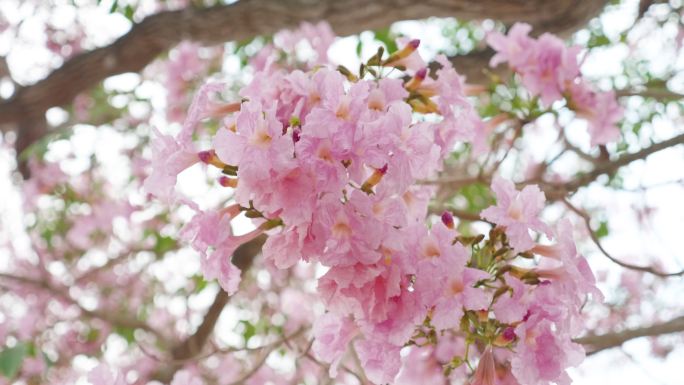 粉色樱花随风摇曳特写