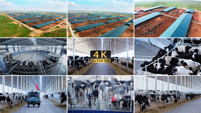 【4K】现代化奶牛养殖基地3