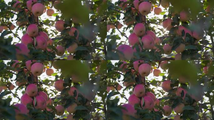 树上红苹果甘肃新疆溏心苹果红富士苹果园