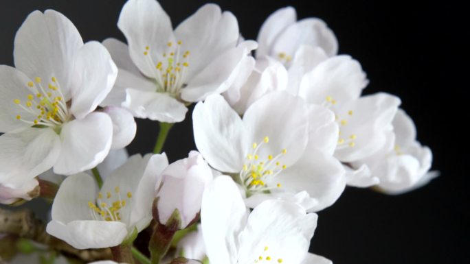 樱花春天的自然樱花开放全过程白色唯美花朵