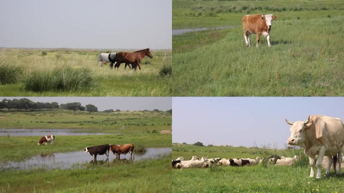 奶牛 羊群 纯牛奶 生态牧场