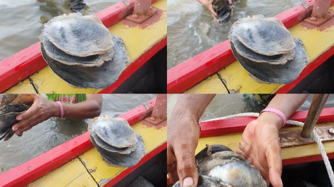 泰国的亚洲渔民从湖里徒手捕捞贝类