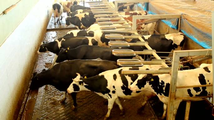 挤奶场的奶牛牛棚奶牛养牛场视频空镜头