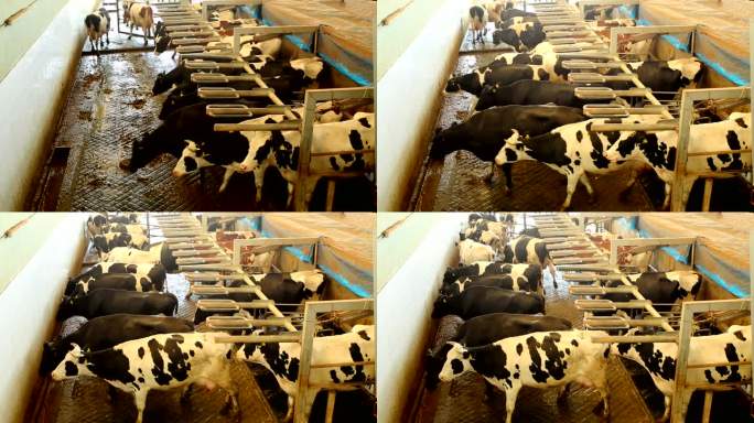 挤奶场的奶牛牛棚奶牛养牛场视频空镜头