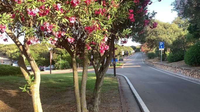 树上的花公路绿化路边树木开花浪漫意境