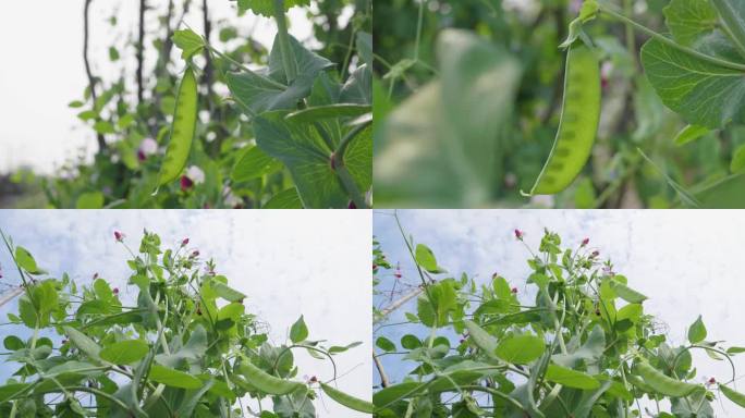 冬季豌豆种植