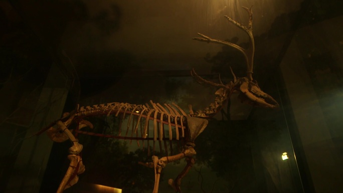 泰州博物馆麋鹿骨头骨架标本展示B003