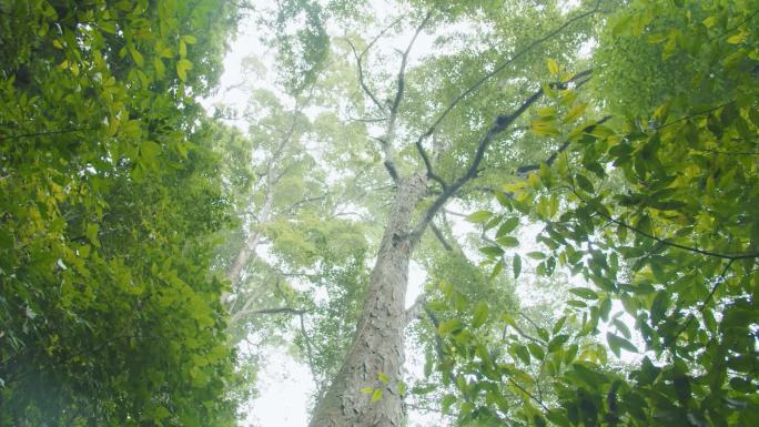 国家二级重点保护野生植物蚬木-蚬木林