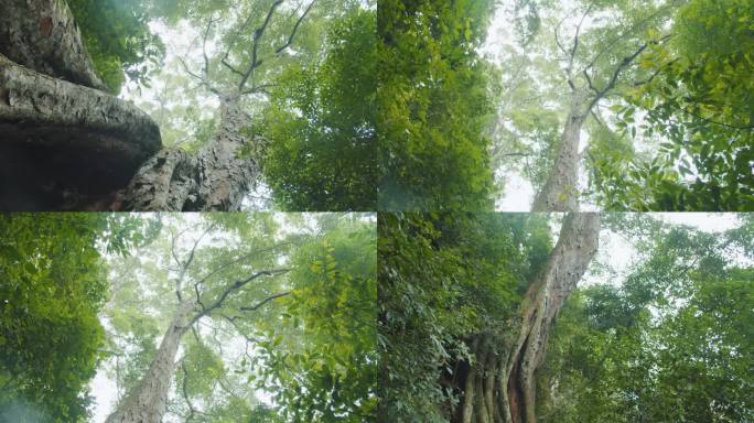 国家二级重点保护野生植物蚬木-蚬木林