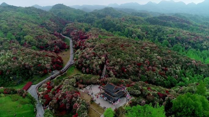 花海 杜鹃花 野花 漫山遍野 百里杜鹃