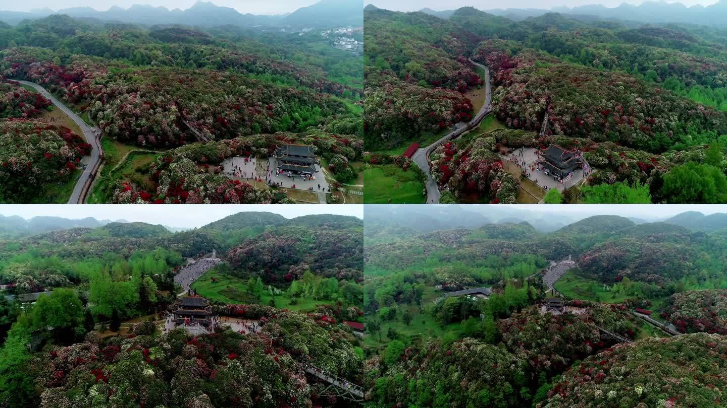 花海 杜鹃花 野花 漫山遍野 百里杜鹃