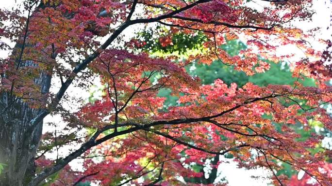 花园早晨一号秋天红色枫叶森林彩色树林绿化