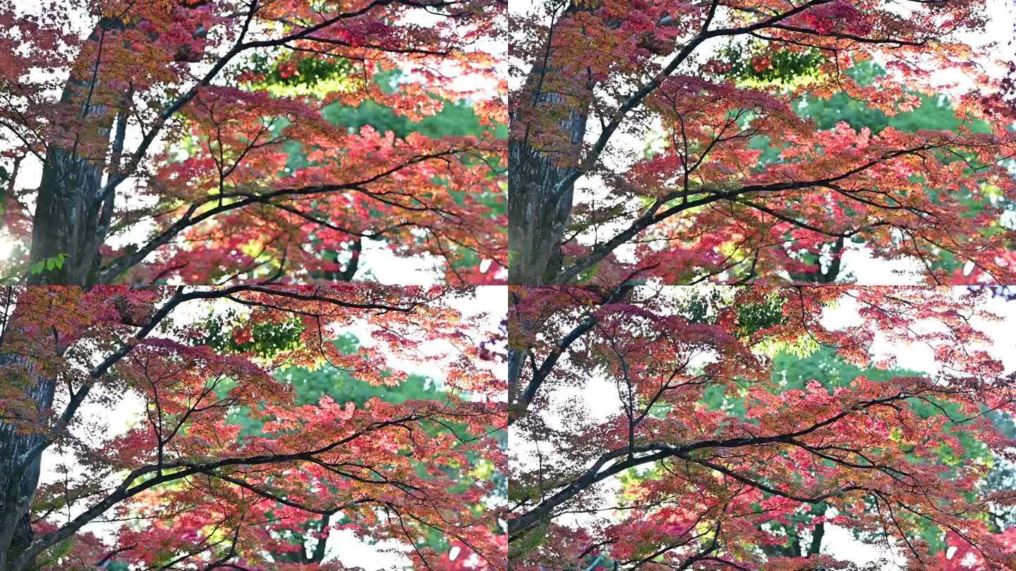花园早晨一号秋天红色枫叶森林彩色树林绿化