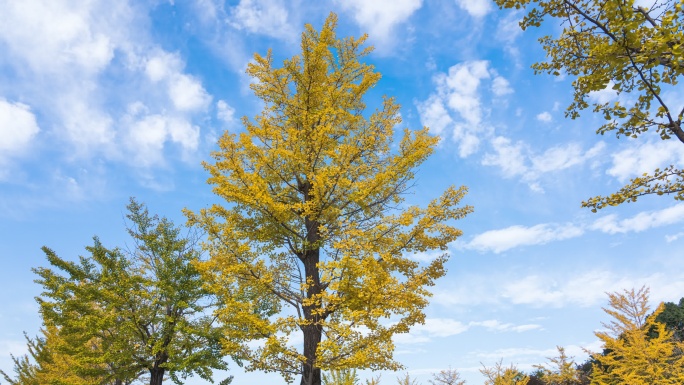 4K延时：缩小日本东京昭和Kinen纪念公园的黄色银杏树和美丽的天空
