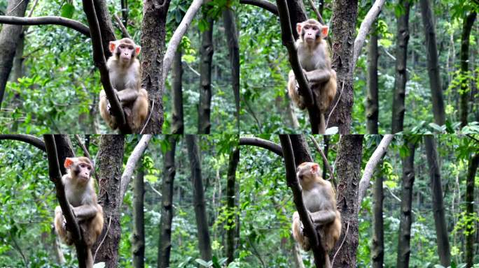 中国张家街自然公园里的野生猿猴