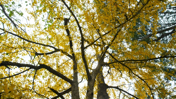 中国的老银杏树秋天金黄树叶蔚蓝天空秋高气