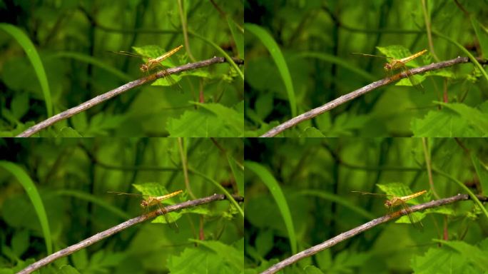 浓烈的盛夏-在枝头起落的蜻蜓（3）