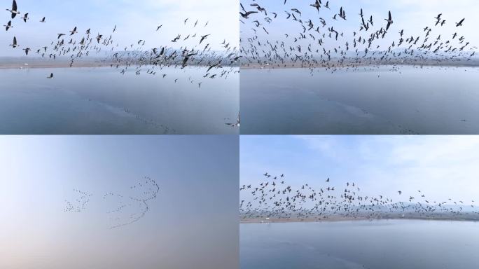 航拍湿地鸟群飞行