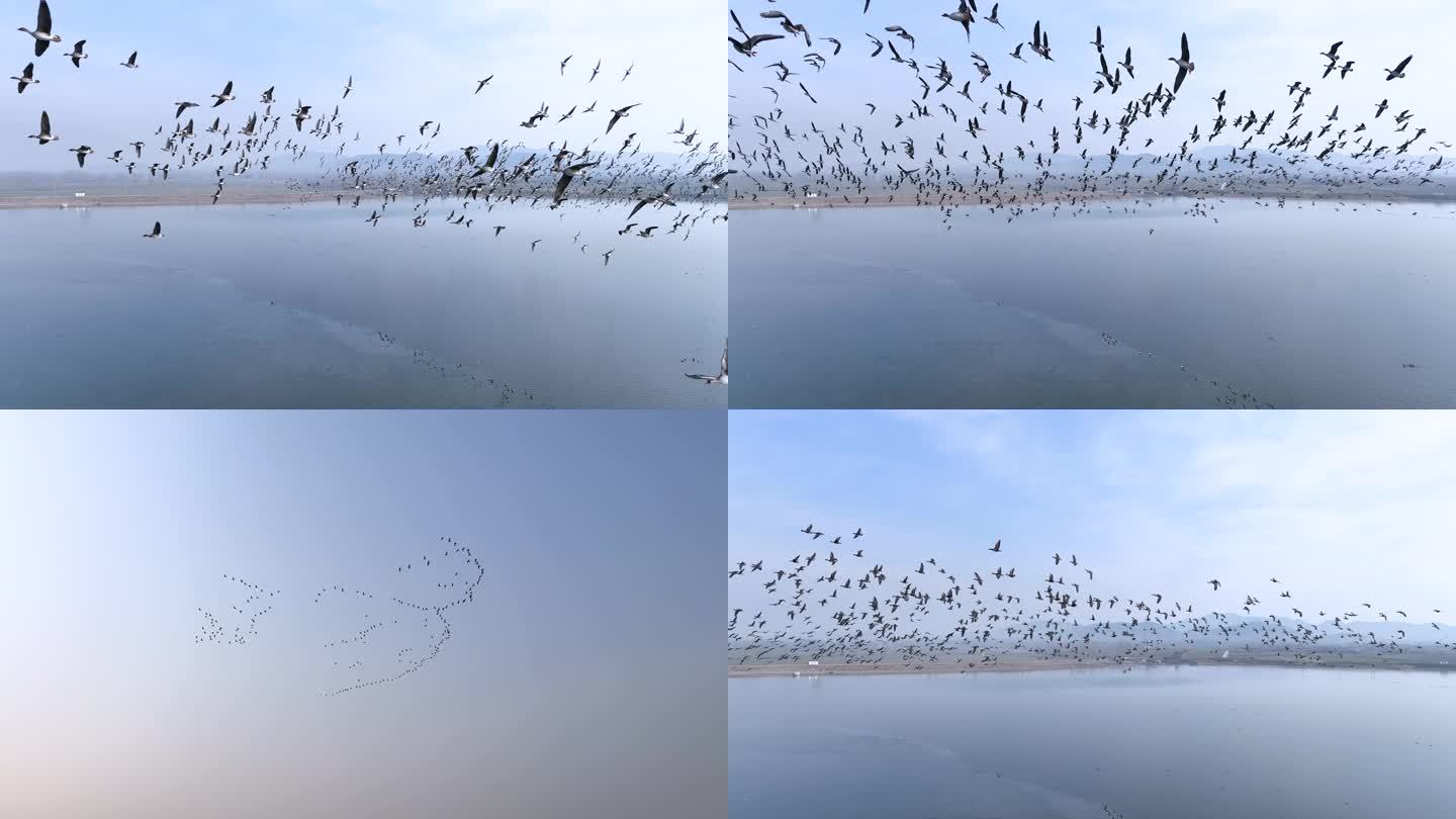 航拍湿地鸟群飞行
