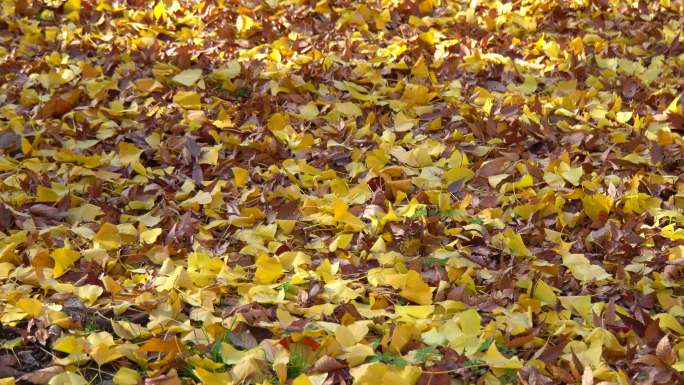 地上的秋叶秋季落叶枯叶意境