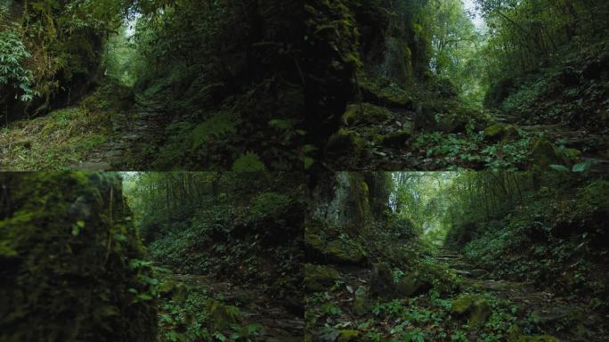 山林间的小路-茶马古道-森林小路