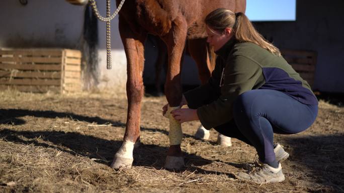 在农场，女兽医在马受伤的腿上缠绷带