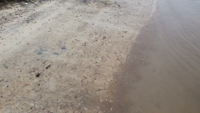 海滩上的幽灵蟹生存与毁灭密密麻麻