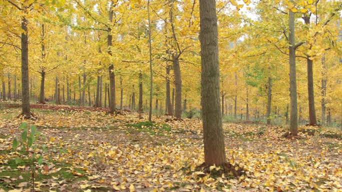 银杏树衬秋叶银杏树树林秋天的树林