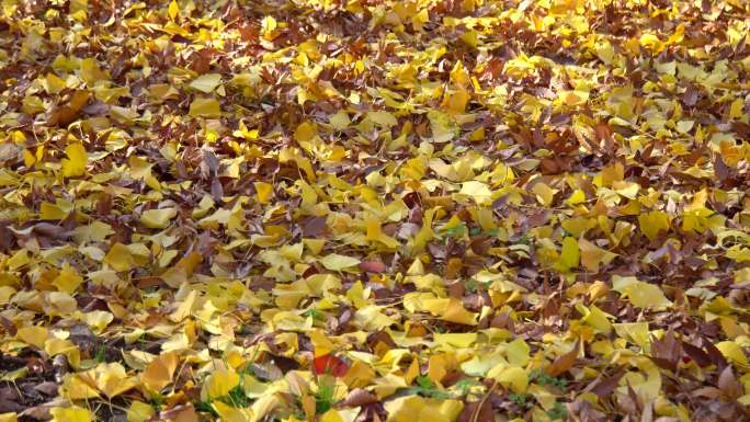 地上的秋叶落叶枫树叶秋意