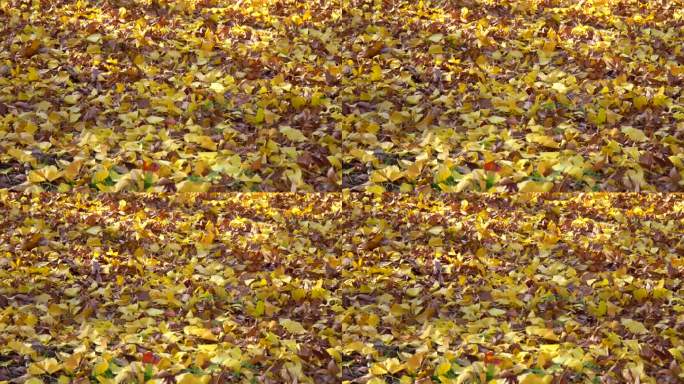 地上的秋叶落叶枫树叶秋意