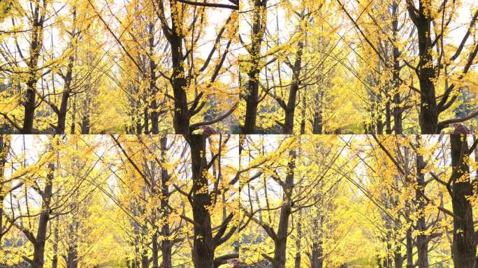韩国江原道Namiseom的宁静的黄色银杏林。