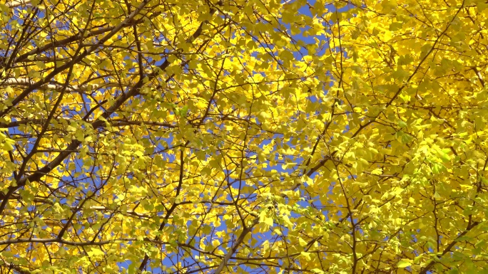 银杏黄叶黄色树叶子季节